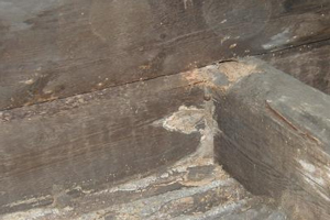 Dry rot in roof timbers 