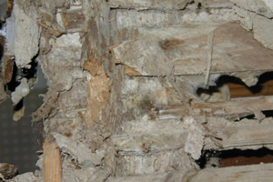 Dry rot in timber stud partition 